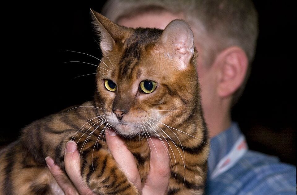 Toyger at a cat show