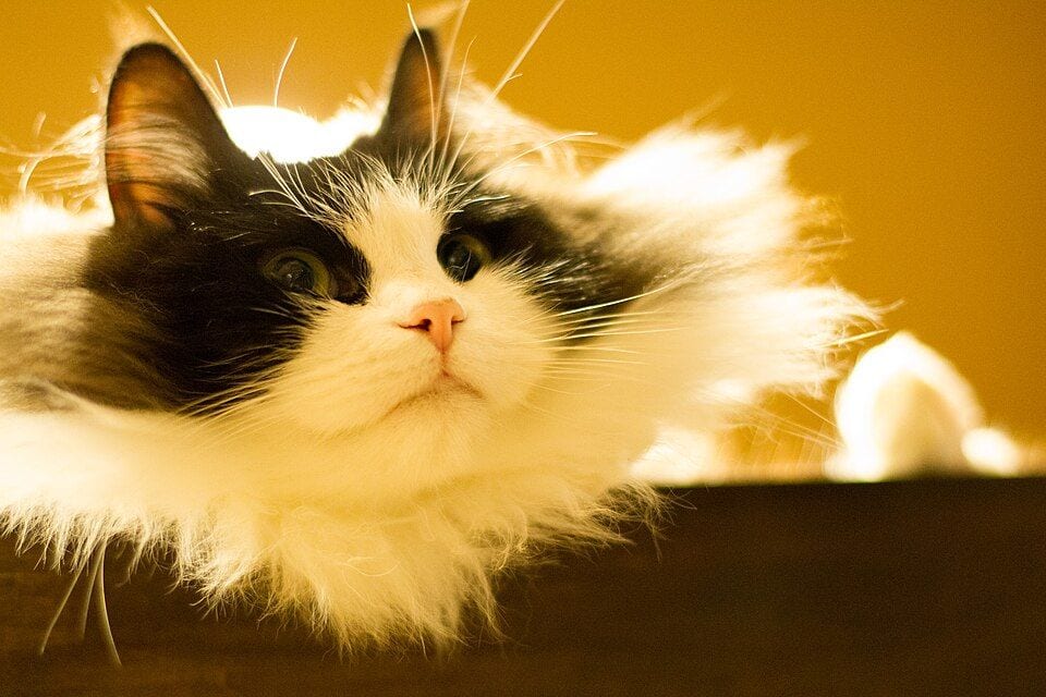 Black and white Ragamuffin lying on a cabinet