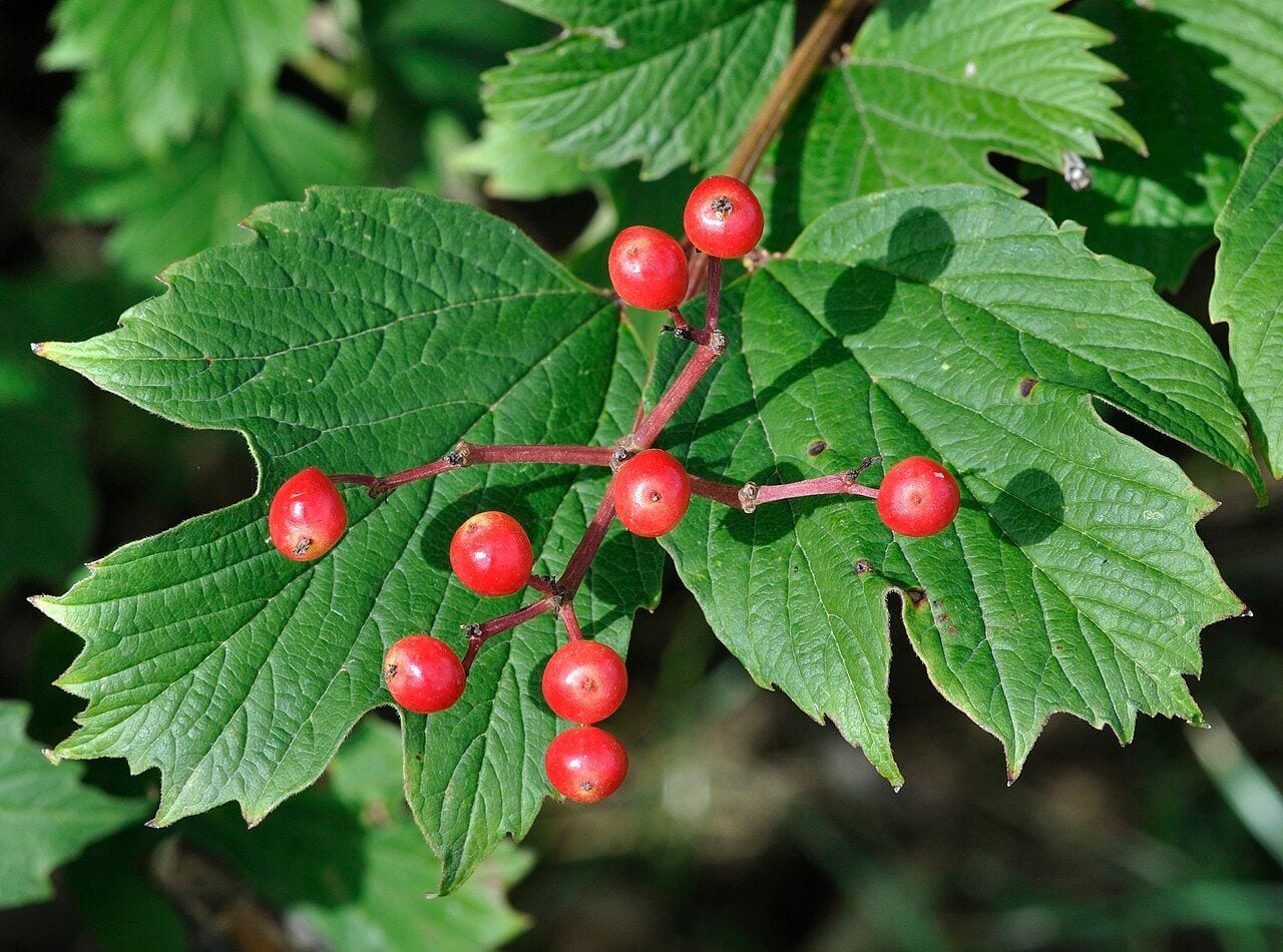 A guelder rose branch with clusters of red berries and three-lobed leaves