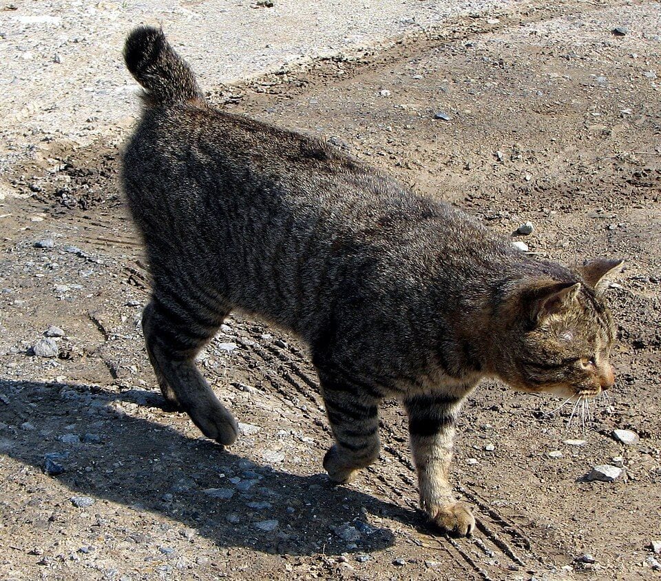 Tabby Japanese Bobtail walking