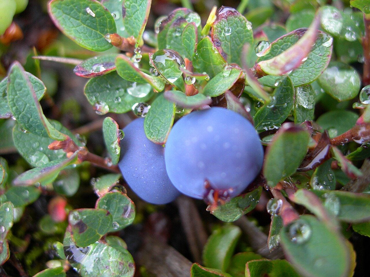 A bog bilberry twig with two bluish berries covered in a waxy bloom and blue-green leaves