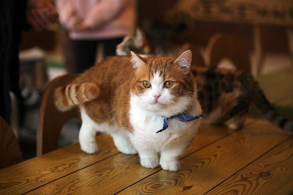 Munchkin with short legs standing on the floor