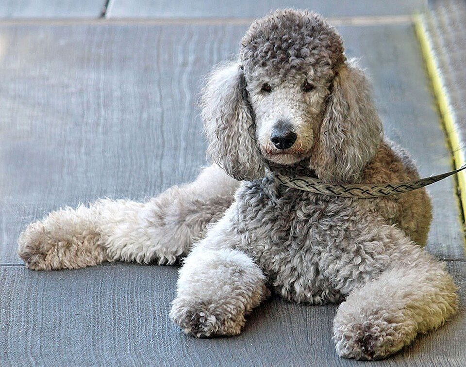 Gray Poodle lying on a wooden floor