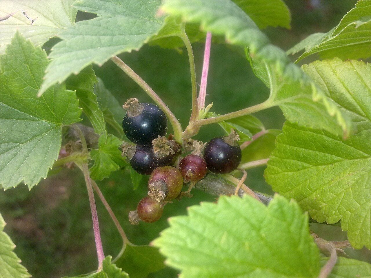 A black currant bush with clusters of ripe black berries among lobed leaves