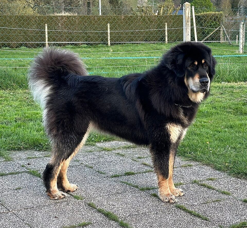 Black-and-tan Tibetan Mastiff standing on pavement