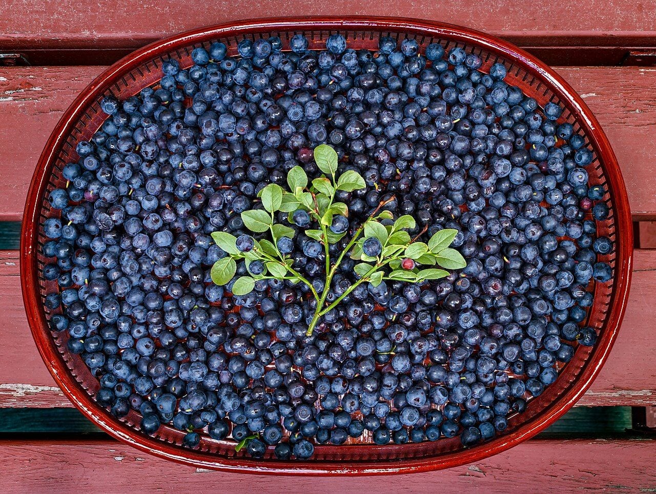 A full basket tray of freshly picked wild bilberries with a bilberry sprig in the middle