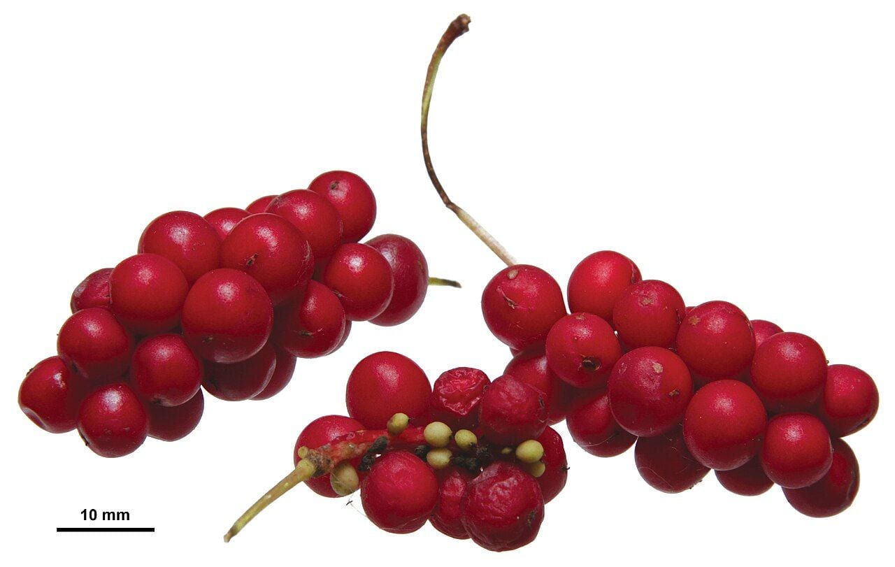 Red schisandra berries in a cluster and a few seeds next to a scale