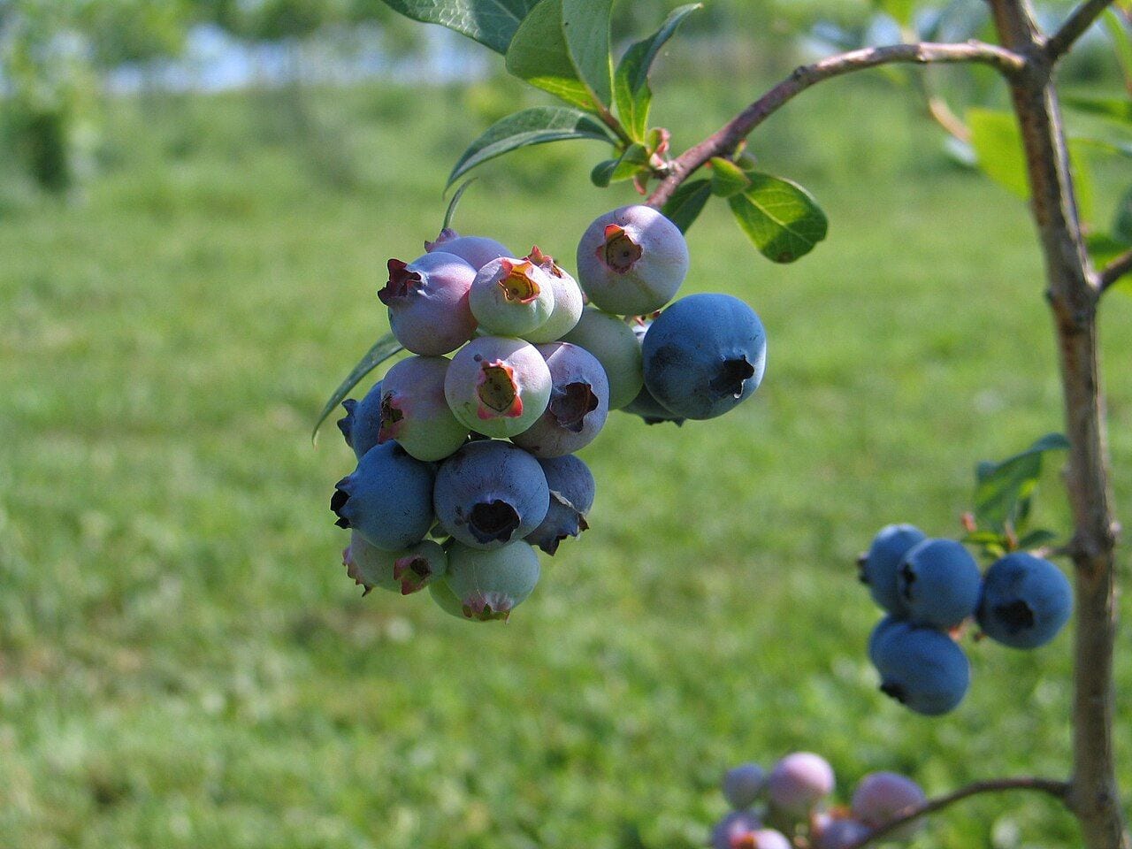 A branch of a highbush blueberry with clusters of ripe blue and unripe greenish berries
