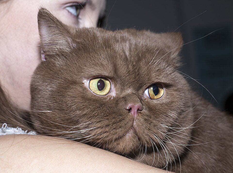 Brown-tinted British Shorthair with chubby cheeks and round eyes