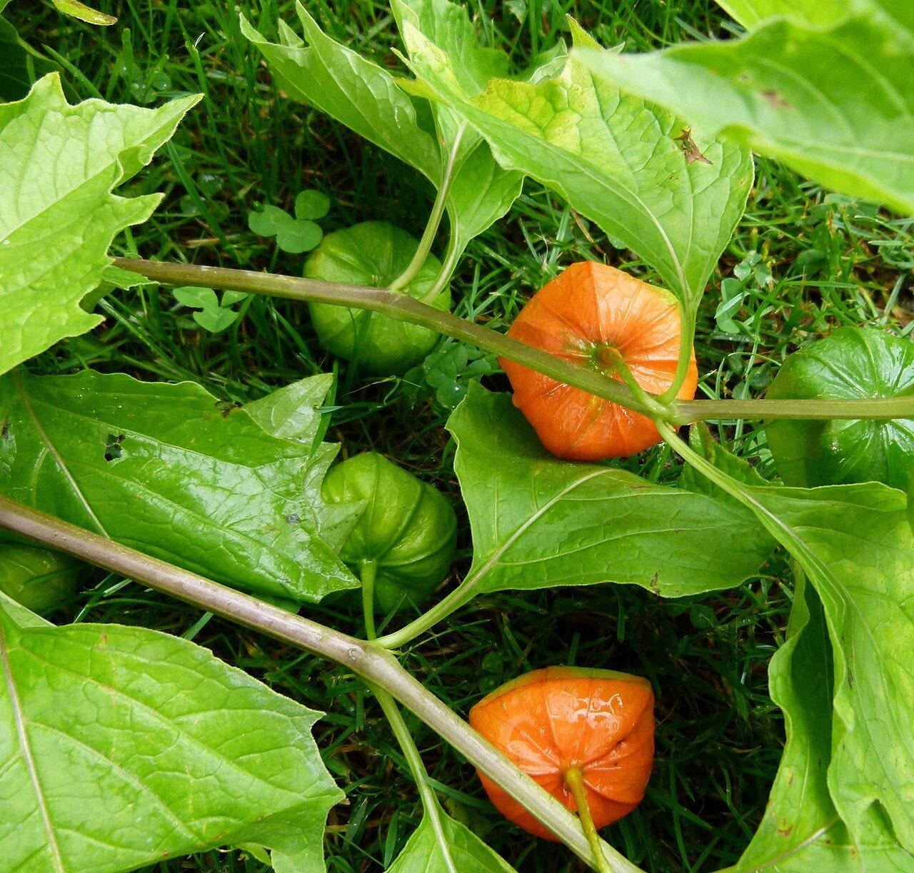 Cape gooseberry plant with orange fruits and green husks among leaves