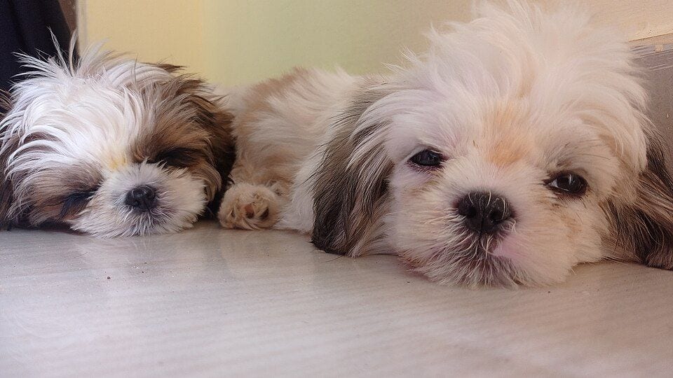 Two Shih Tzu puppies lying on the floor