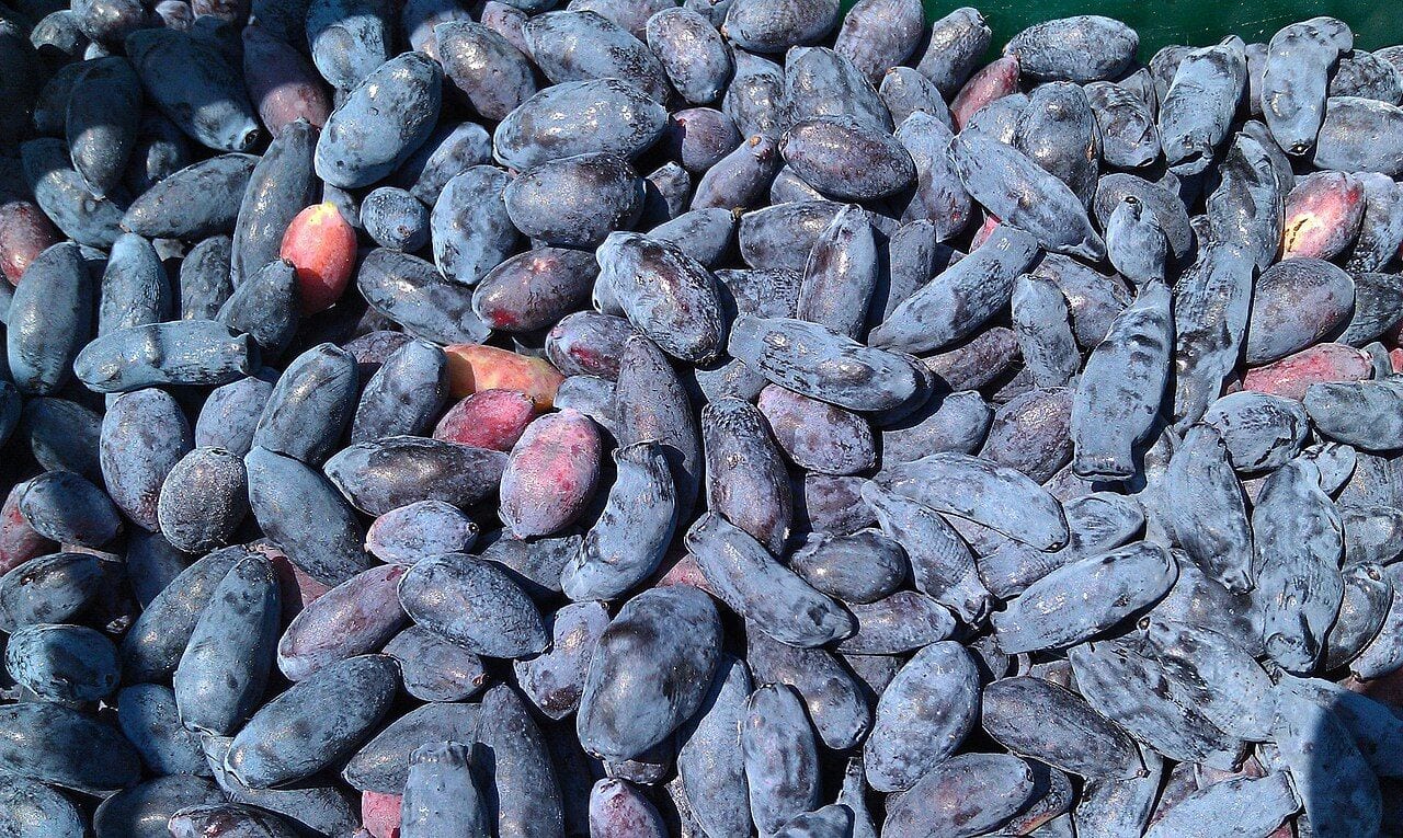Pile of elongated blue honeyberries with a waxy bloom