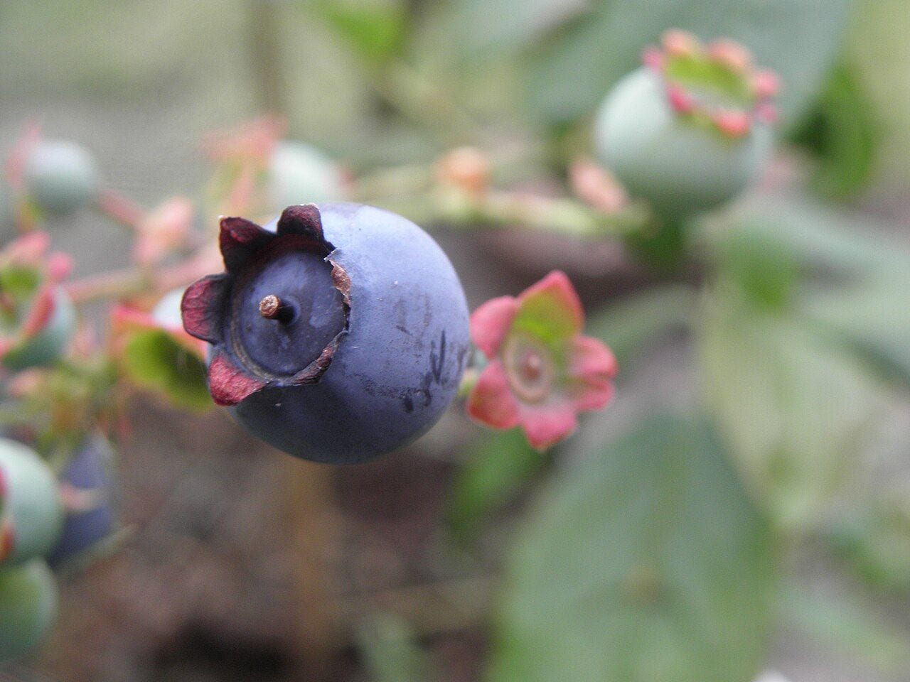 A close-up of a highbush blueberry showing the crown at the top and the whitish waxy bloom