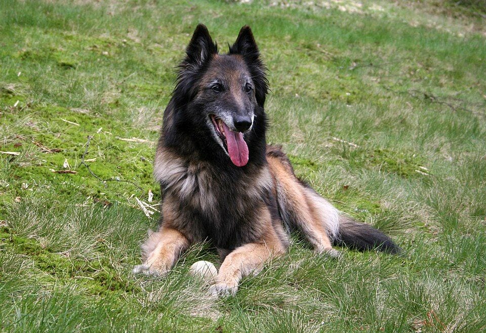 Long-haired Tervuren lying in the grass