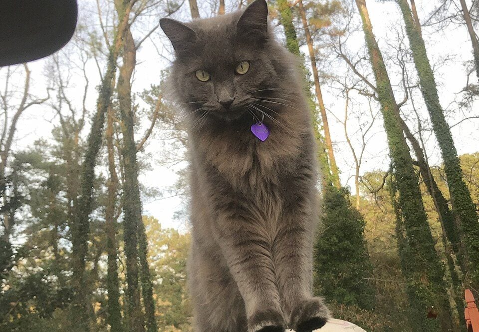 Two-year-old Nebelung male
