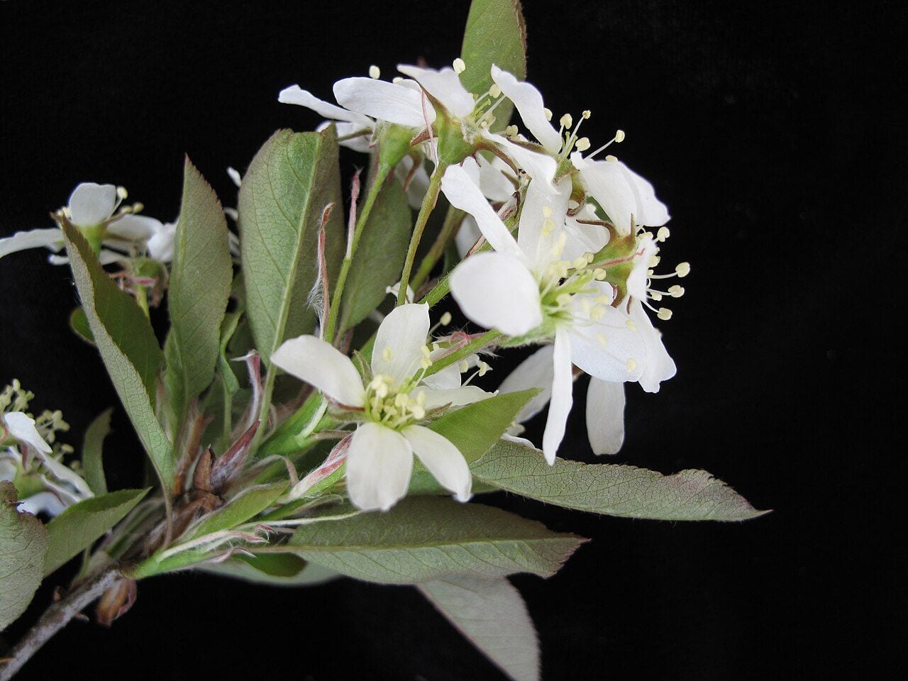 Serviceberry branch with white five-petaled flowers in spring
