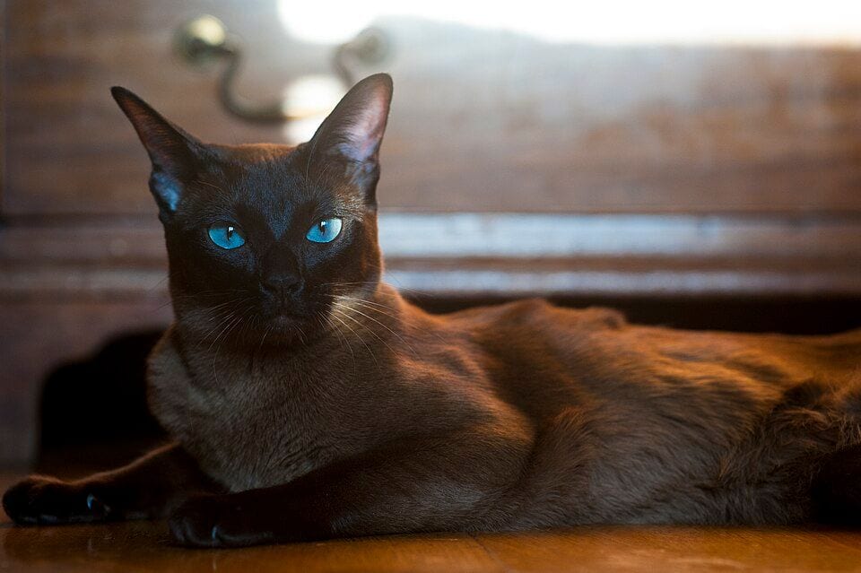 1.5-year-old European Burmese female