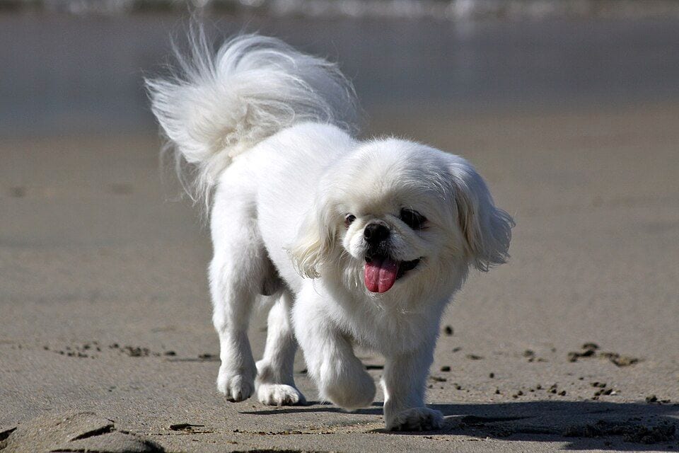 A white Pekingese walking on beach sand