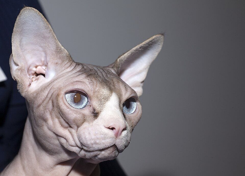 Sphynx head with huge ears and wrinkled skin