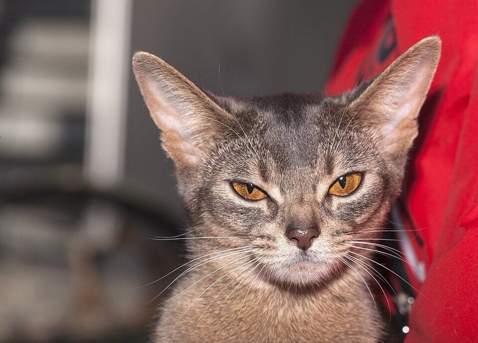 Abyssinian cat face with large pointed ears and almond-shaped eyes