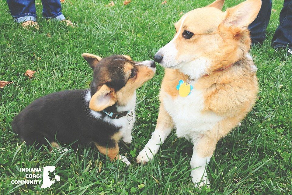 Corgi puppy and adult Corgi in the grass