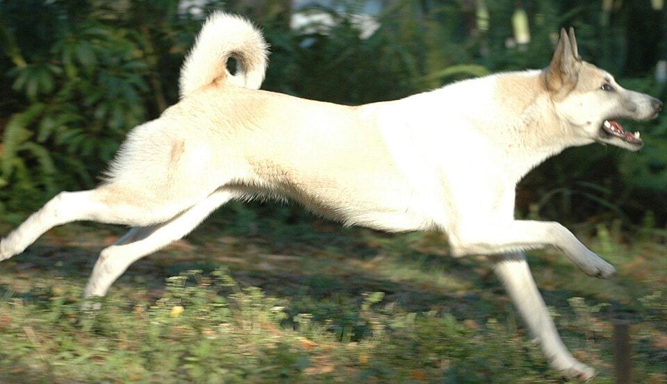 Light-colored West Siberian Laika running through a meadow