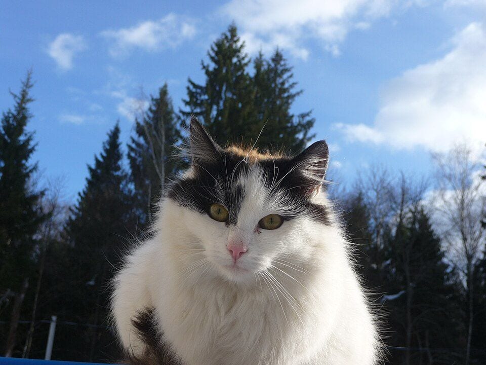 Longhaired tricolor Japanese Bobtail