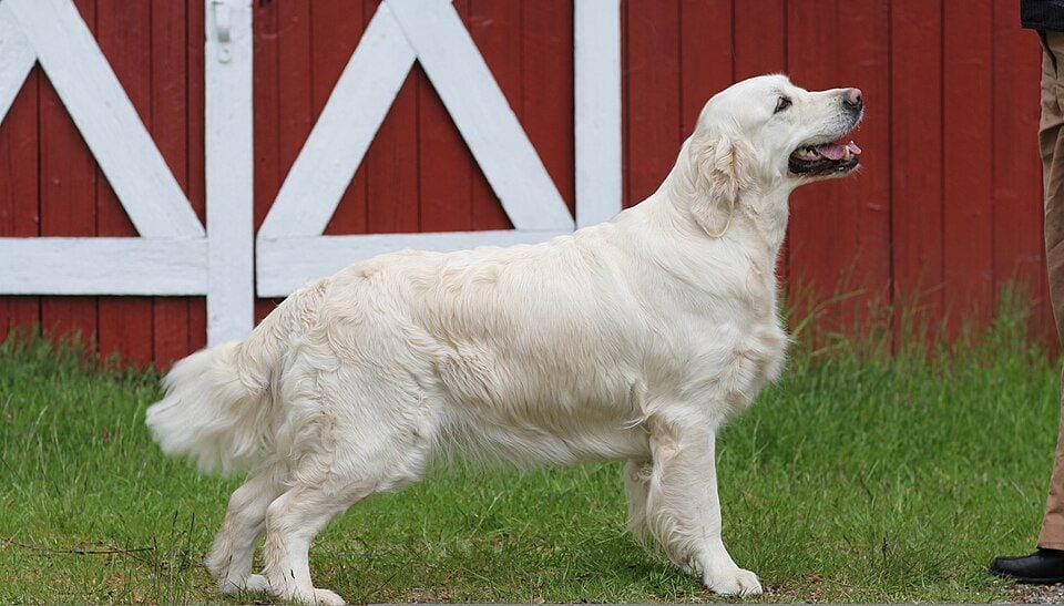Light Golden Retriever standing by a red barn