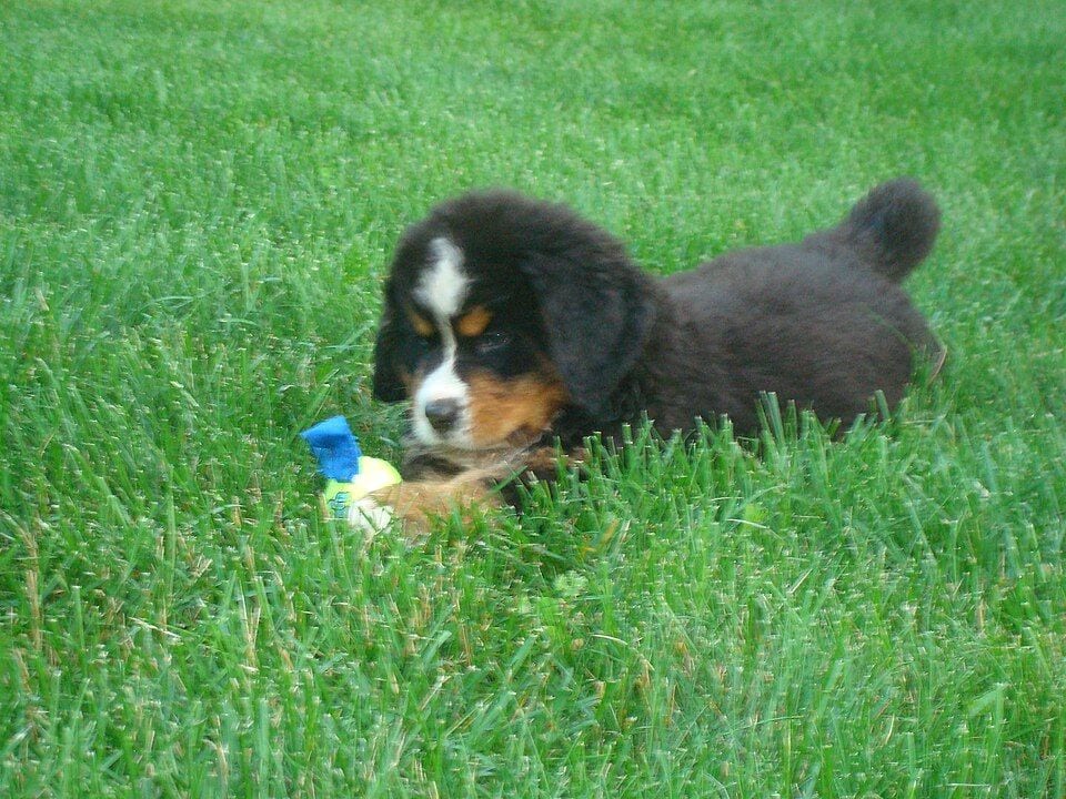 Bernese Mountain Dog puppy in the grass