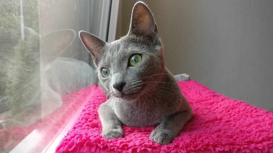 Russian Blue cat lying down