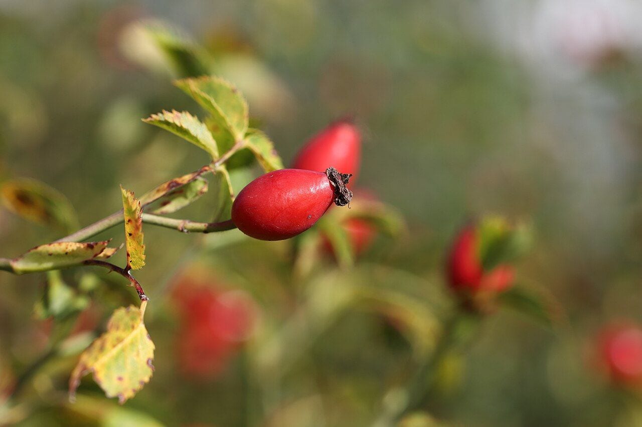 An oval, bright red dog rose hip on a branch with green leaves