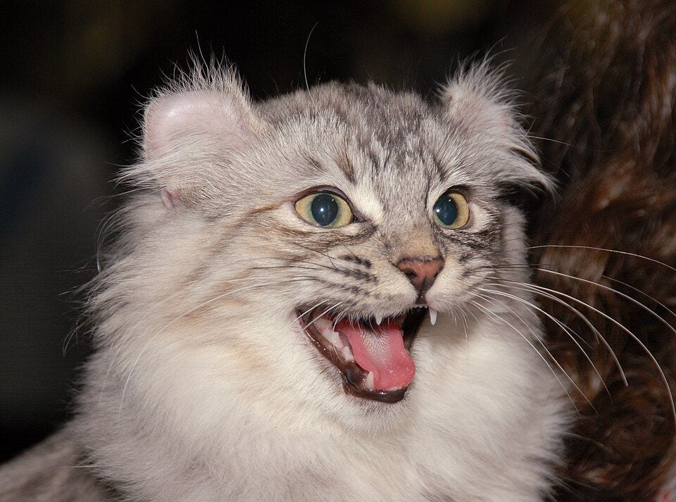 Longhair American Curl at a show