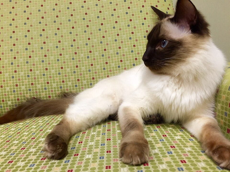 Chocolate point Balinese cat