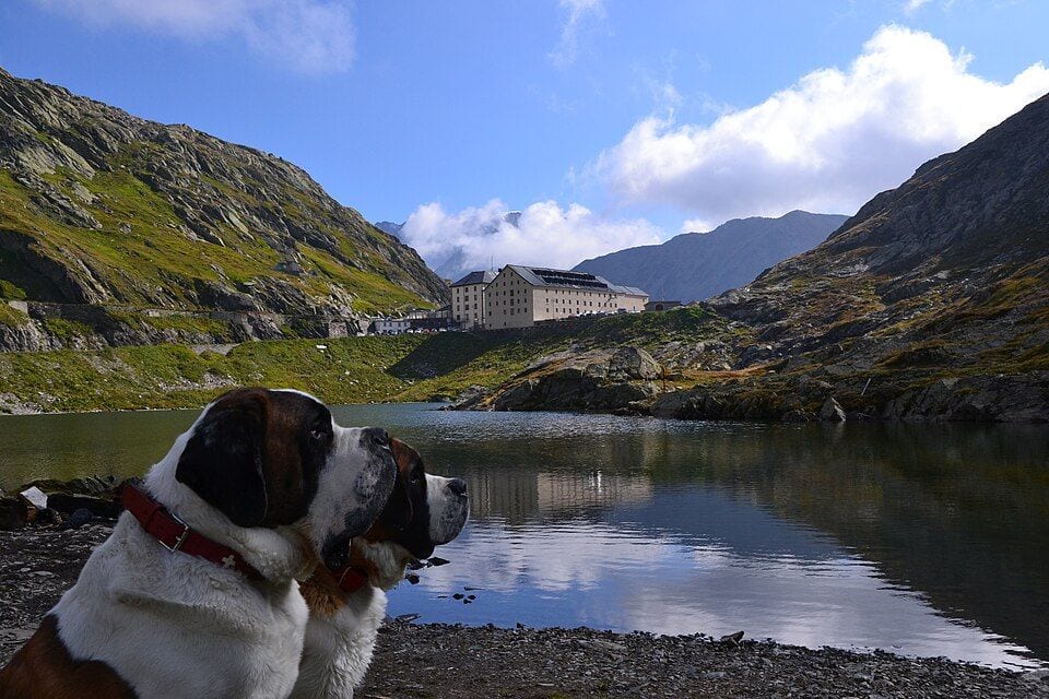 St. Bernard by the lake at the Great St. Bernard Pass