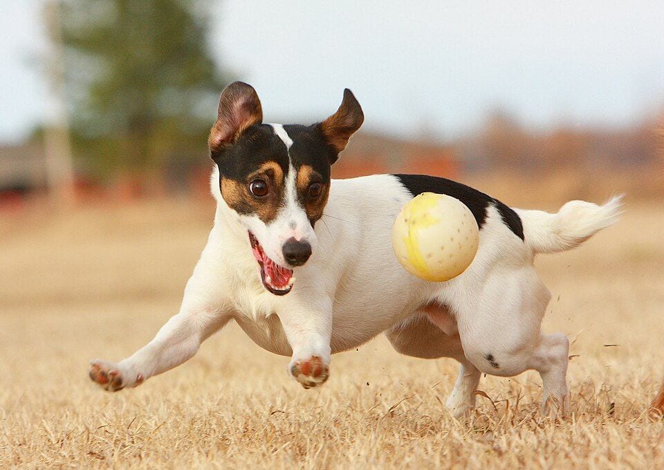Jack Russell Terrier running with a ball