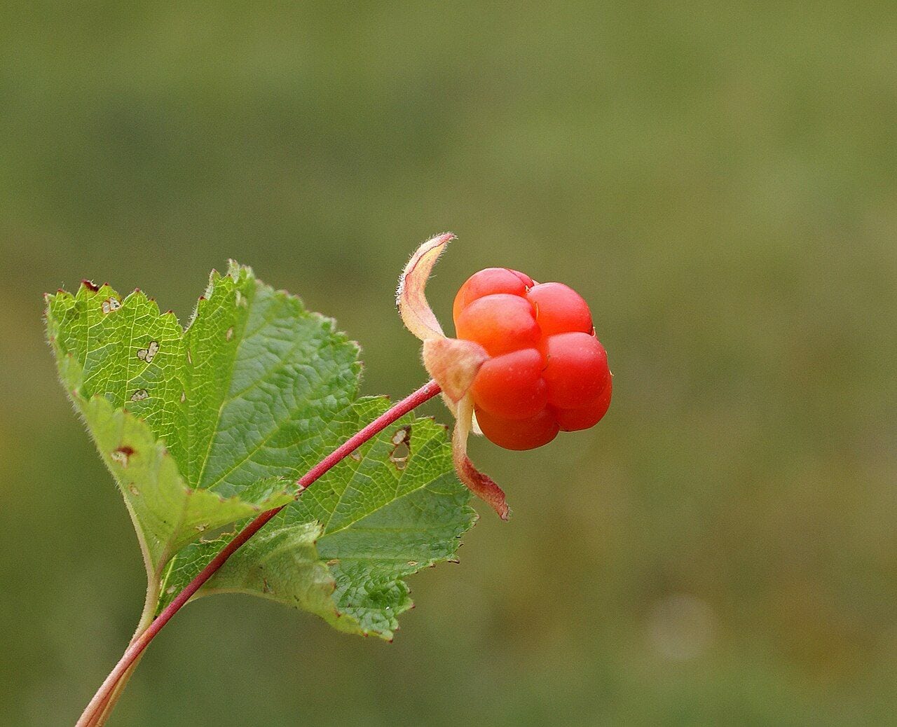 A cloudberry stem with a single ripe orange berry and round lobed leaves