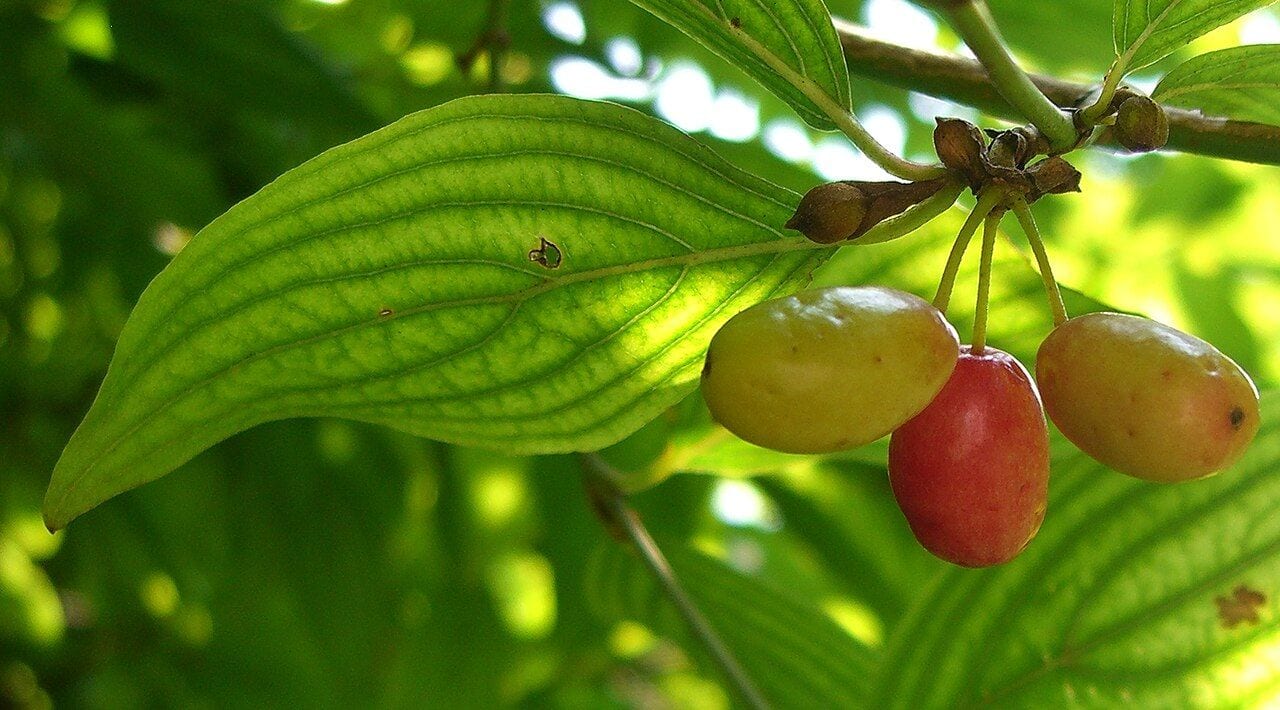 Cornelian cherry twig with red and yellow oblong berries