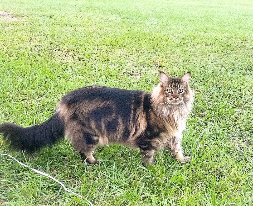 A one-year-old brown tabby Maine Coon with a bushy tail walking across a lawn