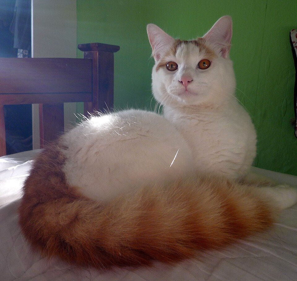 Turkish Van cat with colored head and tail