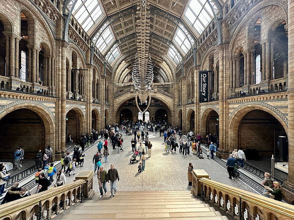 Hintze Hall at the Natural History Museum in London with a whale skeleton suspended from the ceiling