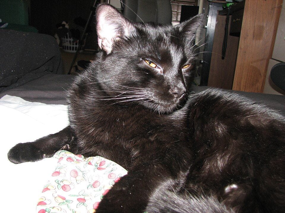 American type Bombay cat