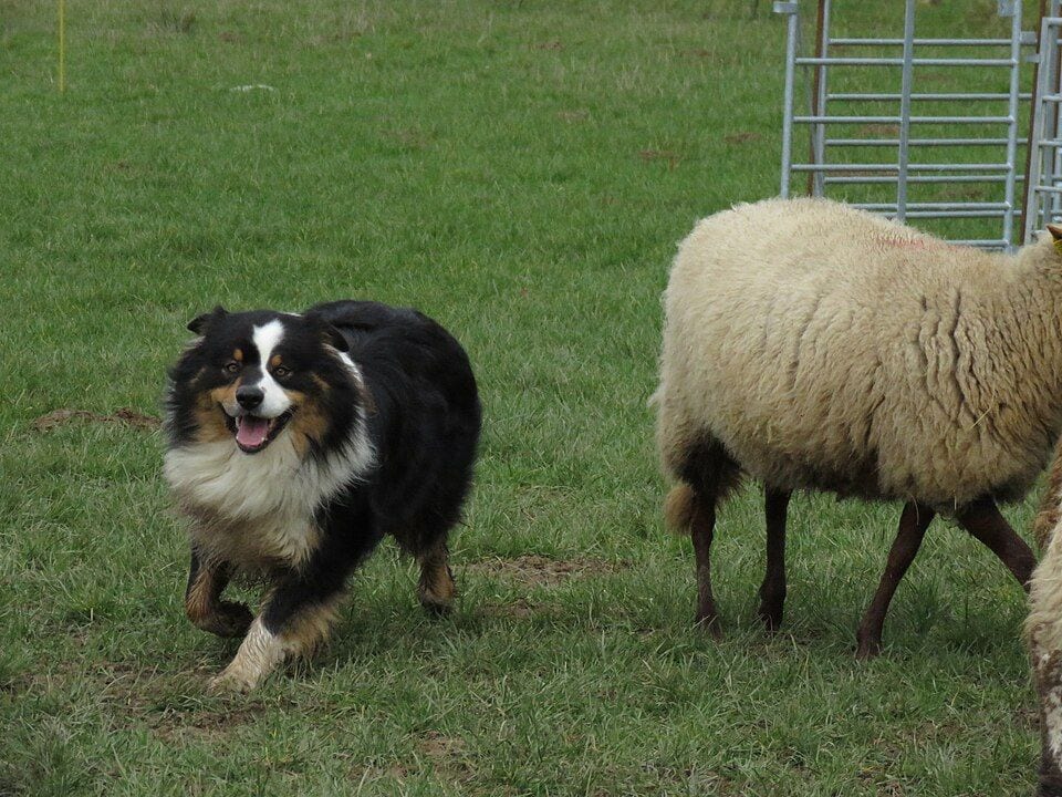 Australian Shepherd herding sheep