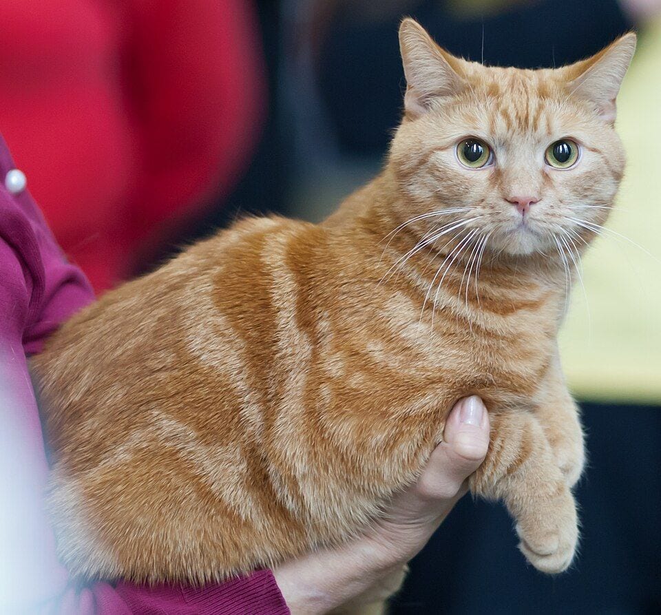 Red European Shorthair cat at a Helsinki show