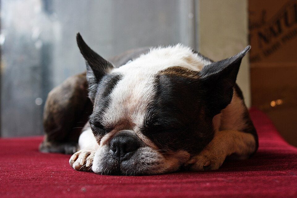 Boston Terrier snoozing on a red rug