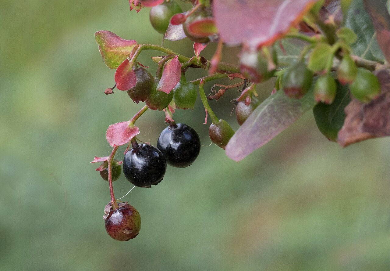 A sprig of common bilberry with ripe dark blue berries and reddish leaves