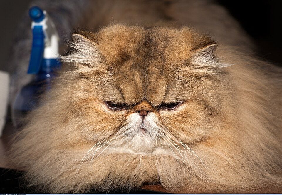 Longhaired Persian cat at a cat show