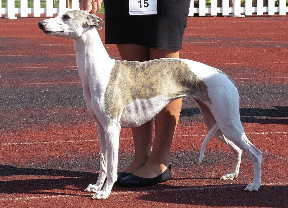 Whippet standing in profile at a dog show