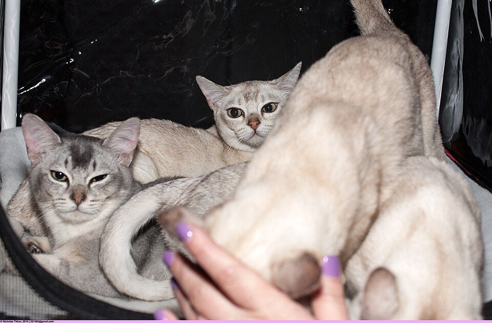 Burmilla kittens in a cattery