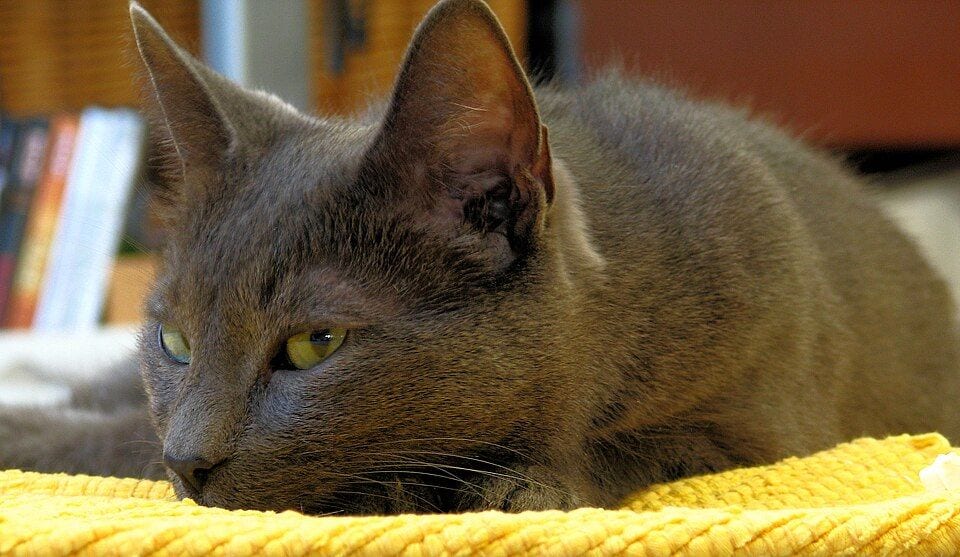 Blue Korat with green eyes