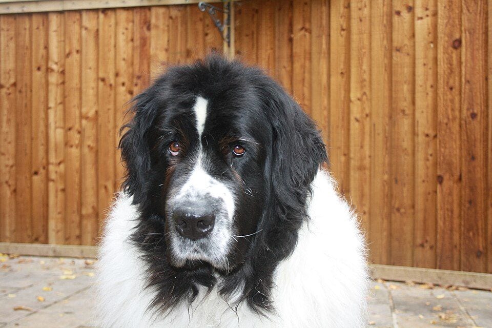 Head of a white and black Newfoundland
